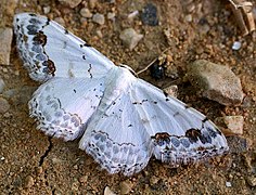 Scopula decorata (Sterrhinae)