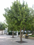 Irena Sendler's tree on the Avenue of the Righteous at Yad Vashem in Israel