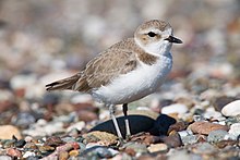 Photograph of a snowy plover standing on gravel from a front and side angle