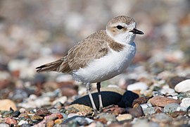 Snowy Plover srgb