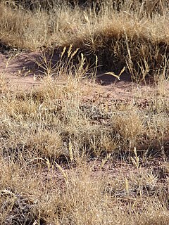 Description de l'image Starr 071222-0297 Distichlis spicata.jpg.