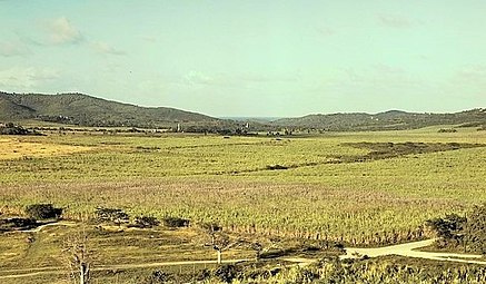 Sugarcane field in Yabucoa in 1941