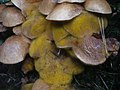 Dicranophora fulva on Suillus bovinus