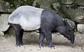 Tapirus indicus