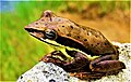 adult stage with "dorsal spots" pigment pattern found in world heritage Horton Plains National Park