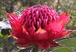 a very large red flower head