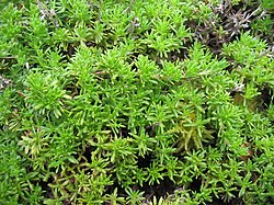 Thymus caespititius.