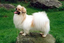 Spaniel tibetano