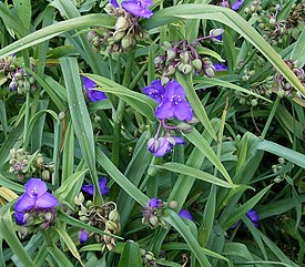 Tradescantia virginiana