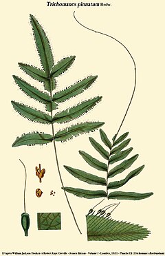 Description de l'image Trichomanes pinnatum.jpg.