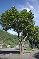 Provincial tree of Laksahdweep