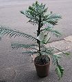 Wollemi Pine