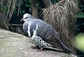 Wonga pigeon