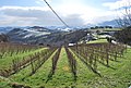 Vignes du Txakoli sur les pentes du camping.