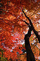 瑞宝寺公園の紅葉