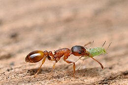 Erdei kéreghangya (Temnothorax affinis) szöcskét zsákmányolt