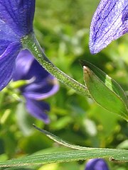 左の白色の四角形の拡大。花柄に下向きの屈毛が密生する。