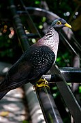 Ejemplar en el Zoológico de San Diego (de perfil).