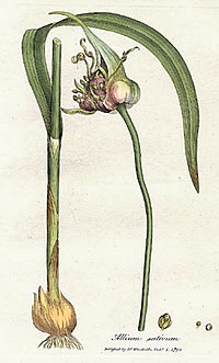 Allium sativum, विलियम् उड्स् भिलस्यMedical Botany,१७९३, पुस्तकतः संग्रहीतम् ।