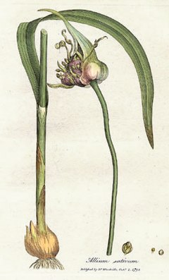 Description de l'image Allium sativum Woodwill 1793.jpg.