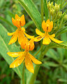 シルキーゴールド (Asclepias curassavica 'Silky Gold')