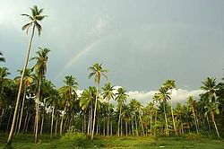 A rainbow over coconut trees in a field in Ashtamichira