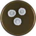 Aspergillus varians growing on MEAOX plate