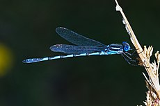 Austrolestes annulosus