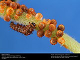 Eggs and early instar caterpillar.