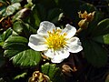 Fragaria chiloensis (Pacifica State Beach, San Mateo County, Califórnia).