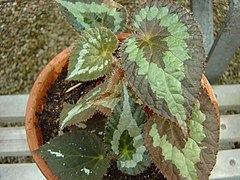 Description de l'image Begonia rex.JPG.