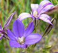 Brodiaea kinkiensis