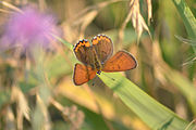 Adult, dorsal view.