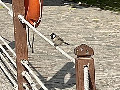 A White-eared bulbul descending to consume food spread by visitors