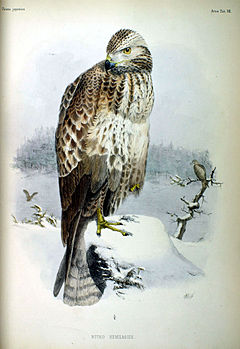 Description de l'image Buteo_hemilasius_Fauna_Japonica.jpg.