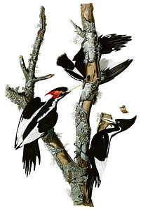 Ivory-billed woodpecker, by John James Audubon
