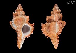 Chicoreus_janae_(MNHN-IM-2000-26871)