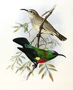 illustration of two sunbirds; the one on the top pale greyish-brown, and the one on the bottom green with black wings, purplish crown, and reddish breast