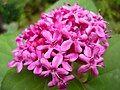 Clerodendrum bungei