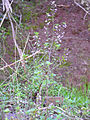 Clinopodium serpyllifolium