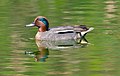 Cara azul verde del pato cerceta macho