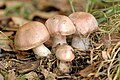 !Cortinarius subferrugineus!