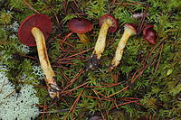 Cortinarius smithii