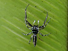 Male from above