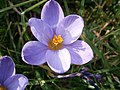 Crocus minimus close-up