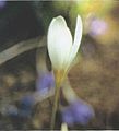 Crocus ochroleucus