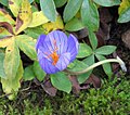 Crocus speciosus close-up