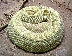 Crotalus durissus unicolor