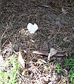 Cyclamen hederifolium 'Album'