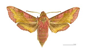 Deilephila porcellus ♂ MHNT